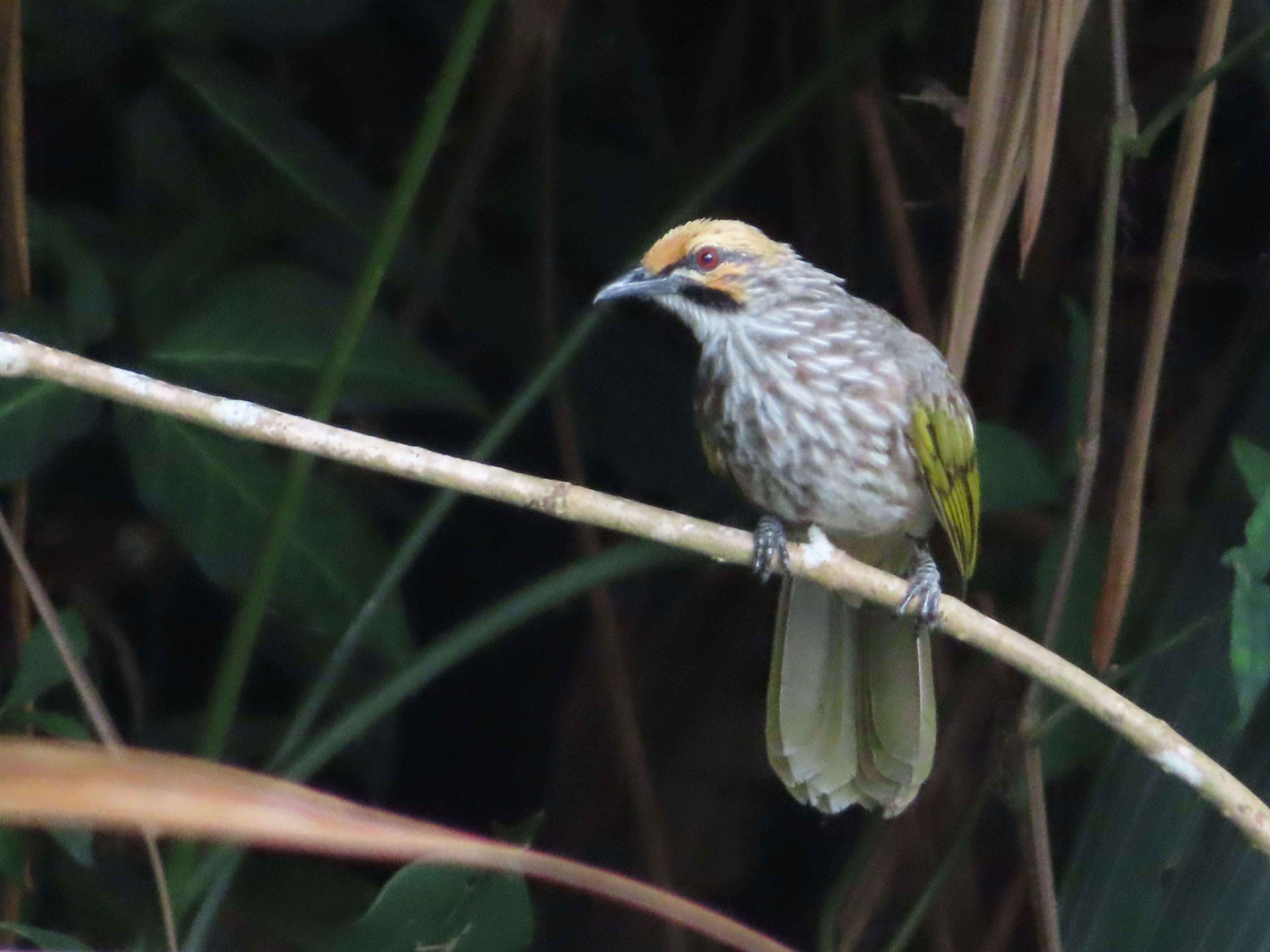 Straw-headed Bulbul